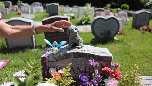 市民期待宠物殡葬正规化